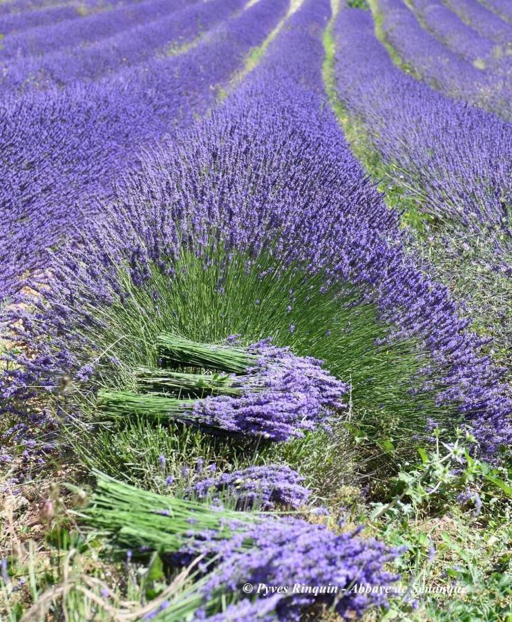 Entre Ventoux Et Luberon Chambre D'Hote ソー・ドゥ・ヴォクリューズ エクステリア 写真