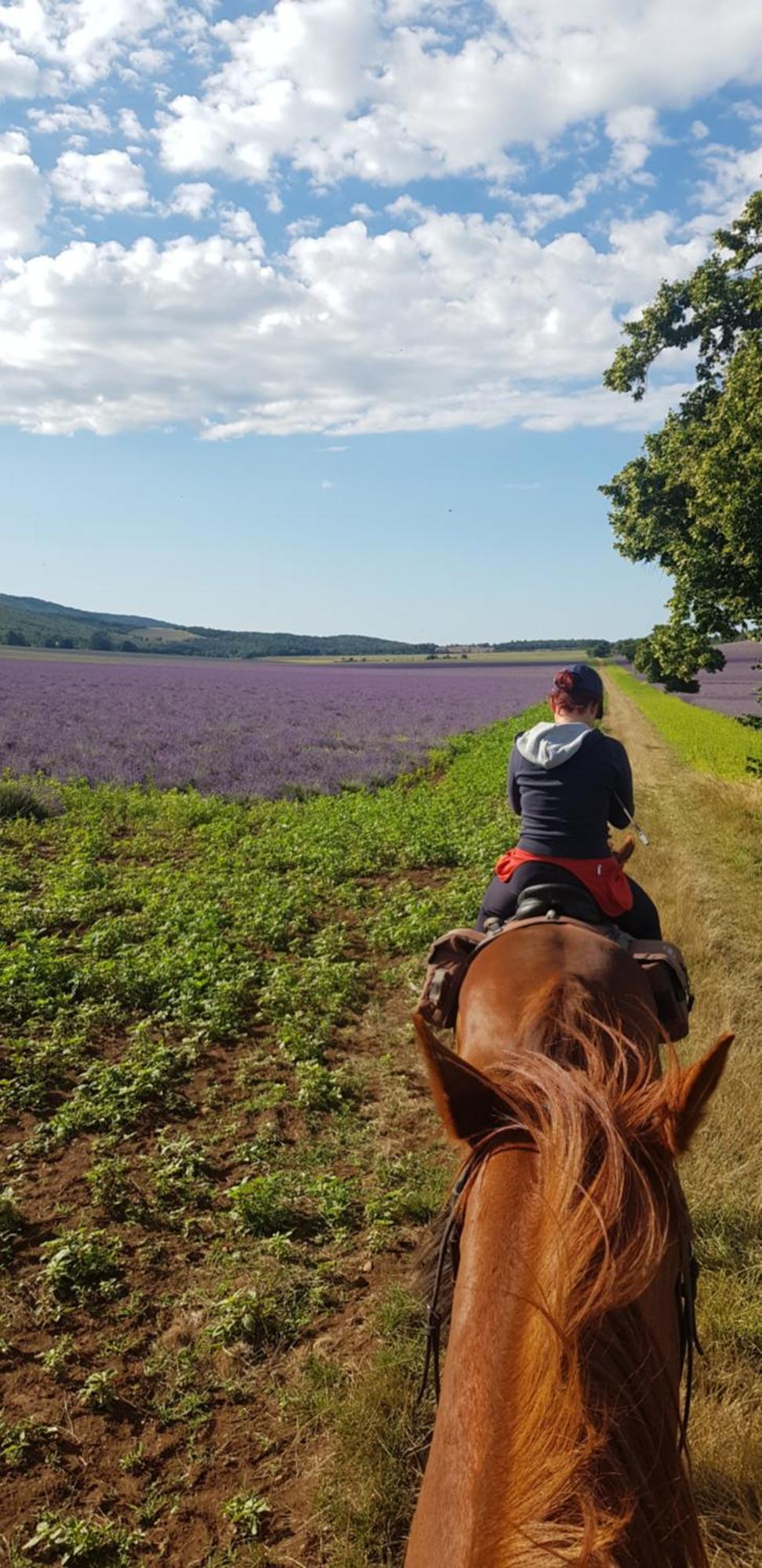Entre Ventoux Et Luberon Chambre D'Hote ソー・ドゥ・ヴォクリューズ エクステリア 写真